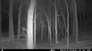 Doe taking cover during rare snowfall on trail camera in Weimar, TX.