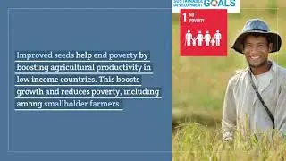 How does the seed sector contribute to the SDGs?