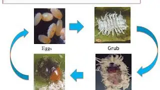 Mass production of Cryptolaemus montrouzieri by Prof.Tushar Ugale,Assistant Professor