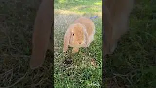 #animal #beautiful #bunny #cute #cutevideoforkids #forkids #pets #shorts #running