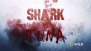 SHARK VS TUNA