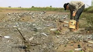 Amazing Traditional Fishing Video 2022 | Best Technique Tools Catch Fishes After dry Water