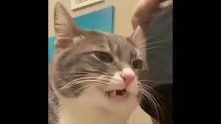 cat smells her belly button 🤣🤣