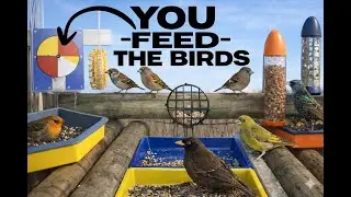 🔴Wild Bird Watching On Ai Feeder In Scotland🐦