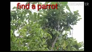 Nobody can find the hidden bird  (99%fail)