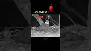OWL vs Eagle #shorts #trending #youtubeshorts #vs #eagles #viralreels #viralshort #birds #owl #usa