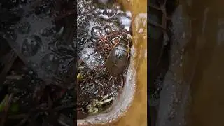 Wow, a Diving Beetle        #scotland #nature #outdoors #wildlife #beetle #water #insects #wow