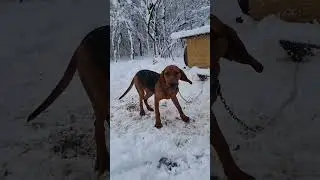 young dog - Serbian hound #hound #puppy #snow #dog #happydog #hunting