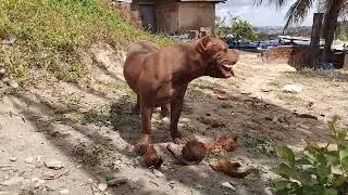 Power Dog #lekthebestkennel 