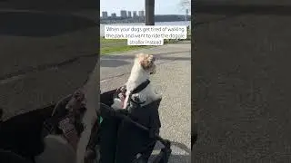 We got our small dog stroller from Amazon a year ago and it has been pretty good so far