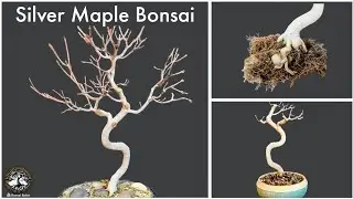 Бонсай из серебристого клена