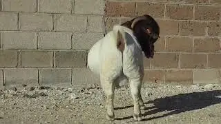 Top quality boer buck