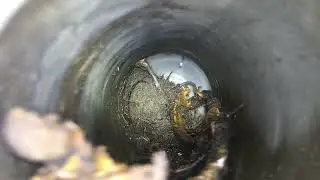 AMJET Jetting Nozzle vs. Stubborn Tree Roots