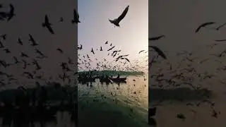 Bird flock 🐦🐦 #shorts
