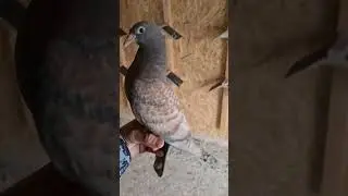 extrem  pigeon loft amazing colours #pigeonloft #amazing #amazingpigeon #maraton