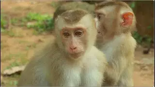 Lovely action ! Monkey Leo & Lucy do like this to reduce S-t-r-e-s-s