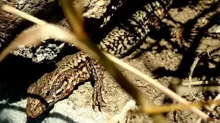 Zeldzame reptielen zoeken in Maastricht: De Muurhagedis (Podarcis muralis) #Vlog262
