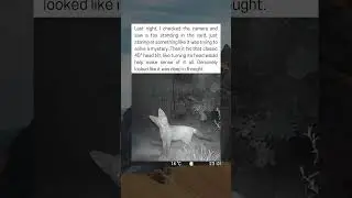 Fox Caught on Camera Being Confused