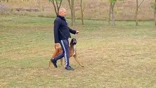Chap-Corto von Allegro IBGH 1