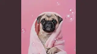 Soothing Sounds for Canines