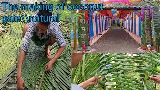 The making of coconut gate @\\Natural🌴🌴