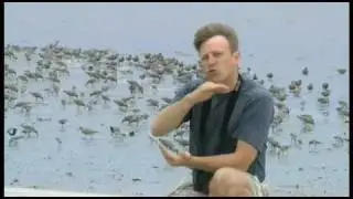 Red Knot Migration - Port Royal Sound
