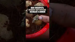 КАК ВЫРАСТИТЬ огромный урожай КАРТОШКИ круглый год #дача #сад #огород