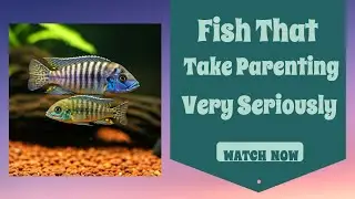 Best Fish Parents - The Aquarium Fish Who Take Parenting Seriously