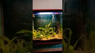 Aquarium Background | Save Your Money and Time #viralshort #trendingshorts #shorts #reels #fish #pet