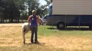 Training 101 - how to desensitize your baby horse
