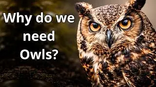 Owls: Nature’s Silent Night Guardians
