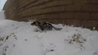 First Snow Storm