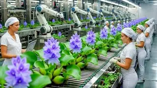 How Water Hyacinth Products Are Made 🌱 | Inside an Eco-Friendly Factory (Full Process)