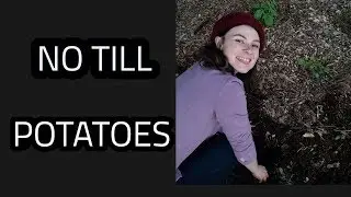 PLANTING POTATOES WITHOUT DIGGING SOIL (Back To Eden, Permaculture Gardening)