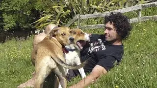 Online Dog Training - The Gentle Modern Method by Doggy Dan