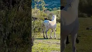 Wild and Free Running Horses Gallop #mustang #wildhorses #stallion #wildlife #animals