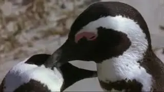 The Season of Love | Mountain of the Sea | BBC Earth
