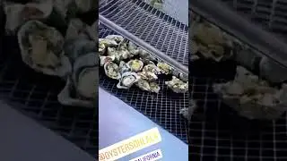 Freshly Grilled Oysters😎🦪✔️ #oyster #oystersauce #catering #seafood #caterers #oysterbay #seafood