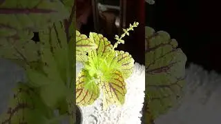How to care Coleus .. #genus #ocimeae #lamiaceae  #plantae #lamiales