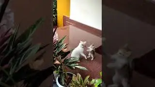 #ഇവനൊരു വിഷയക്കാരൻ തന്നെ..😂 #Catlovers   #shorts   #kerala    #steecamnature #petlovers #nature