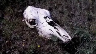 Digging Dinosaurs: ROM Field Reports - Alberta, 2011, Part 5