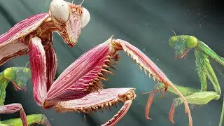 Giant Mantis Bride & Consort | Beneos DnD tabletop RPG Creature Token