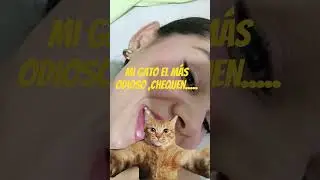 mi esponjita odiosa..... #animalesdivertidos #animalworld #gatito #cat #animals#espontaneo