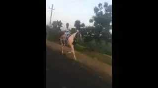 Jangi no jumkho