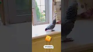 African Grey Parrot Acts Like He Understands Conversations