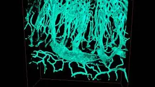 Hopkins Researchers Discover Birth-and-Death Life Cycle of Neurons In the Adult Mouse Gut