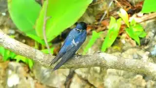 Malaysia Langkawi some kinds of birds