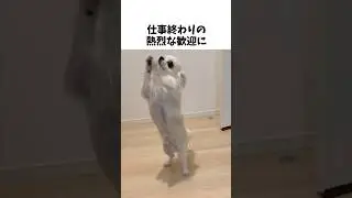 チワワトラップに捕まる瞬間#あるある #犬のいる生活