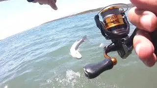 Levrekler ispendekler havada uçuşuyor. karides ve su üstü ile lrf avı . #fishing