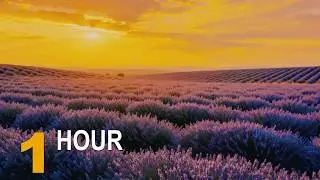 Lavender Sunset &ndash; Provence (FRANCE) | Relaxing Nature Sounds (1 Hour)